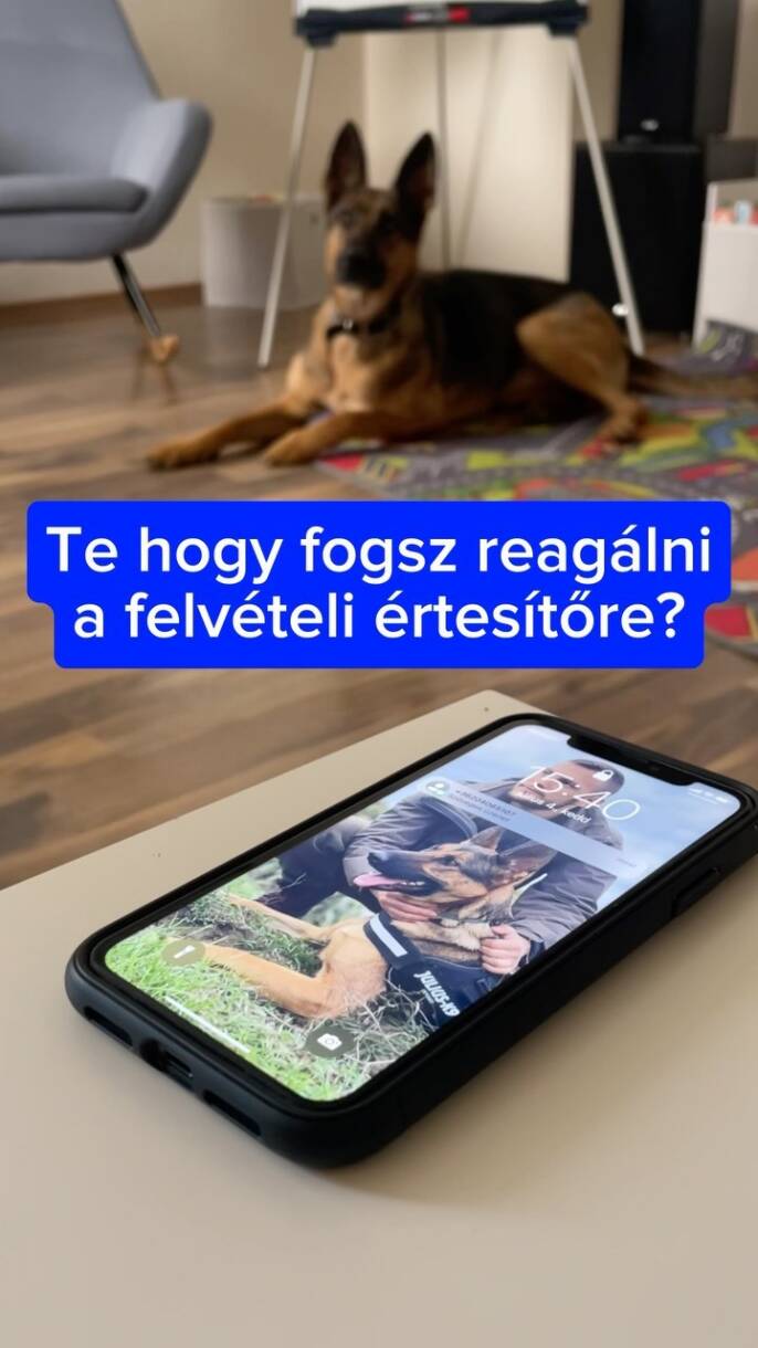 TE HOGY VÁROD A FELVÉTELI ÉRTESÍTŐT?