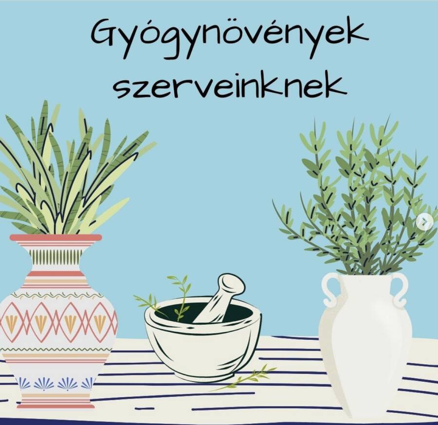 GYÓGYNÖVÉNYEK SZERVEINKNEK